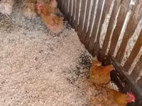 Danish hen — photo 1