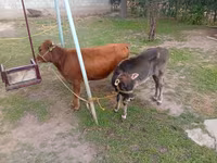 Kuh, Swiss cattle — Foto 5
