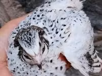 Quails — الصورة 2