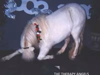 Hing, Miniature horse — 8. fotó