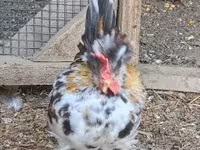 Chickens — 照片 3