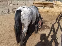 Hengst, Appaloosa — Foto 3