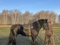 Hing, Kustanai horse — 1. fotó