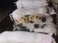 خنازير (دفعة، الجنس غير محدد), الخنازير — الصورة 1