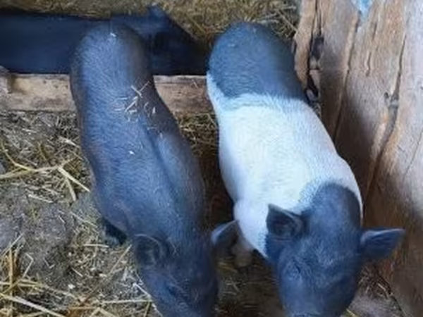 Sow,  — Hungary