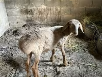 Juh, Katum sheep — 2. fotó