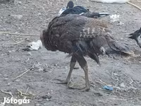Turkeys — Foto 1
