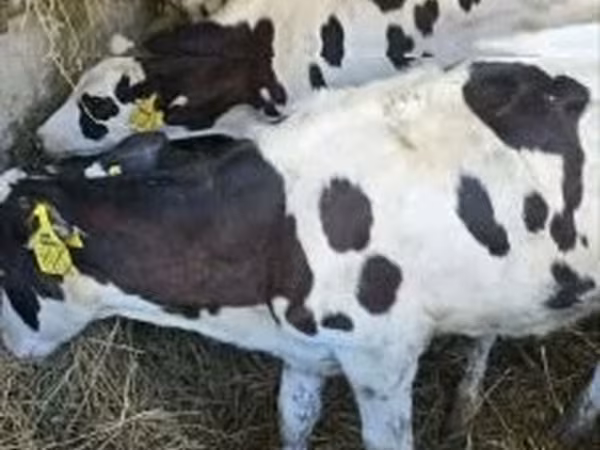 بقرة, Russian Black pied cattle — هنغاريا