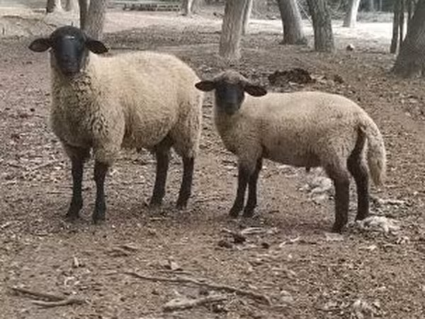 Kos, White Suffolk sheep — Magyarország