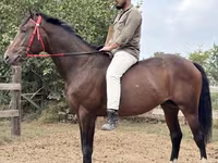 حصان, Thoroughbred horse — الصورة 1