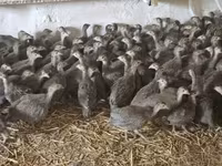 Guinea fowl — फ़ोटो 1