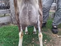 عنزة, Saanen goat — الصورة 3