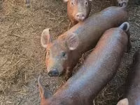 Pigs (batch, sex not specified), Pigs — photo 3