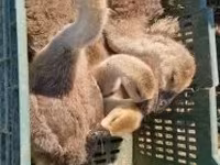 Geese — foto 2