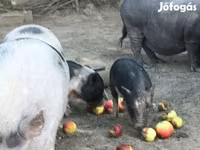 Boar, Вьетнамская вислобрюхая — photo 2