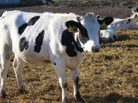 Tehén, Holstein fajta — 6. fotó