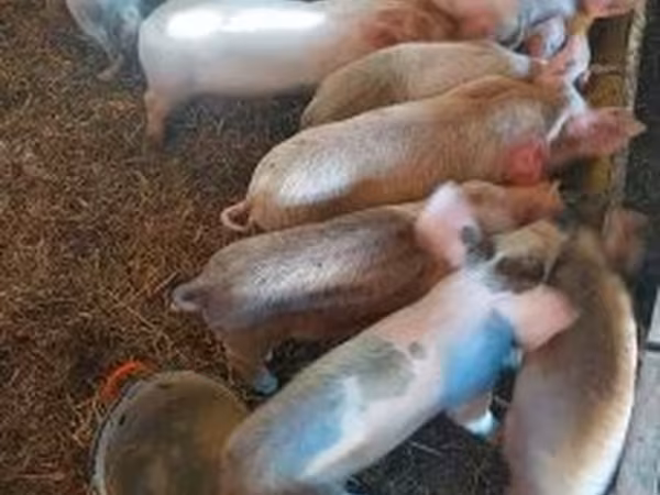 Süldőanya, Sertések — Magyarország