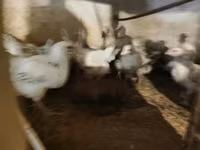 Turkeys — photo 1