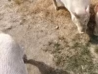 Säue, Вьетнамская вислобрюхая — Foto 3