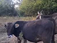 Toro, Raza carpatiana marrón — foto 4
