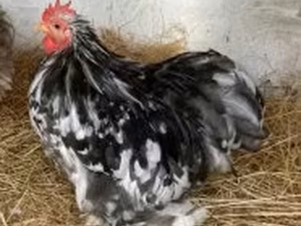 Bantam Pekín