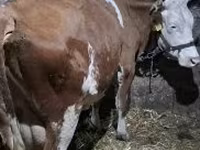 Cow, Hungarian Grey breed — photo 4