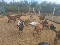 公山羊, Nubian Goat — 照片 8