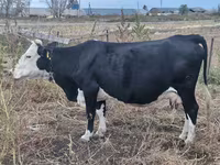 Vaca, Hereford — foto 2