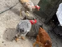 Chickens — foto 3
