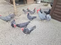 Chickens — फ़ोटो 4