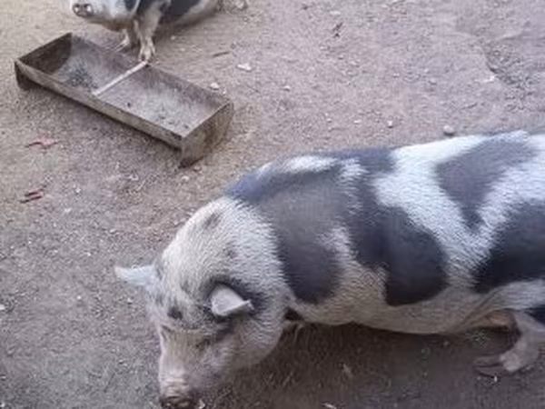 Truie, Porcs — Hongrie