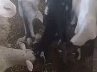 公羊, Sheep — 照片 1