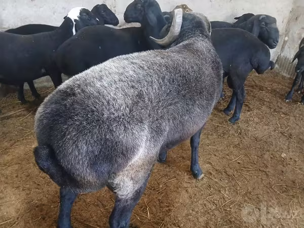 Qoç, Qoyunlar