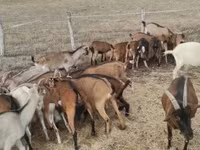 बकरी, Alpine goat — फ़ोटो 4