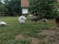 Turkeys — फ़ोटो 1