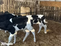 Toro, Russian Black pied cattle — foto 6