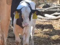 Touro, Raça Holstein — foto 2