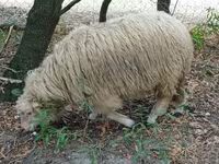 公羊, Racka sheep — 照片 2