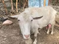 Cabra, Fergana goat — foto 5