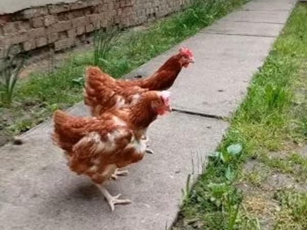 Chickens — Maďarsko