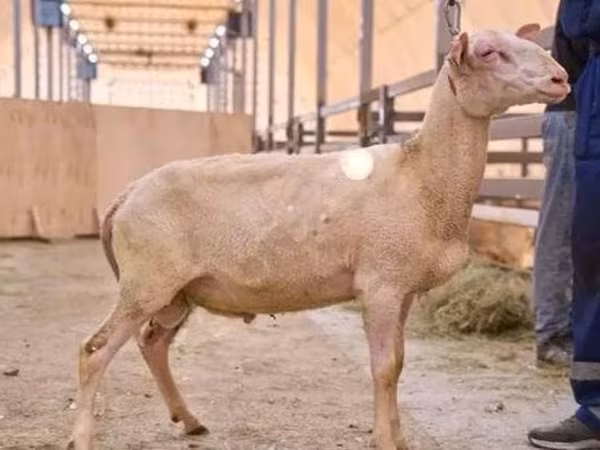 Qoç, East Friesian Dairy sheep