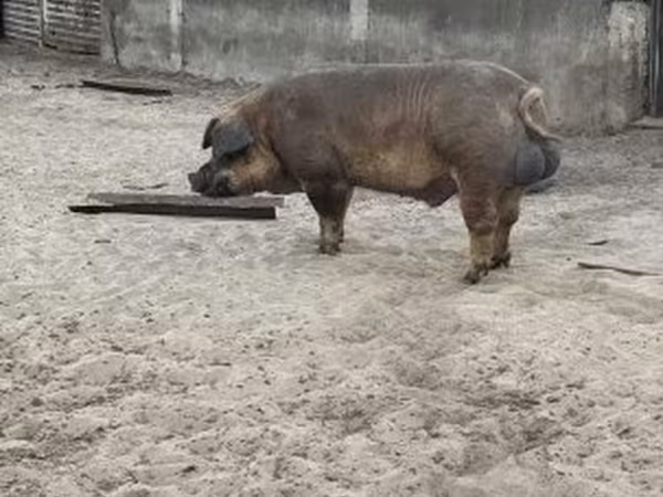 Boar,  — Hungary