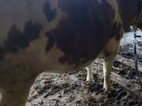 Byk, Simmental cattle — zdjęcie 3
