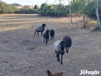 Juh, Karakul sheep — 2. fotó