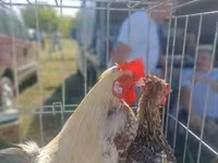 Chickens — फ़ोटो 7