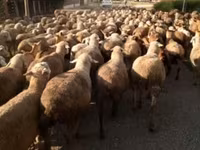 Baran, Owce — zdjęcie 1