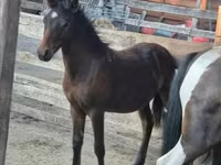 حصان, Welsh Cob — الصورة 2