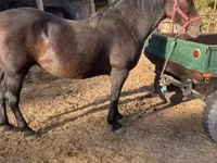 Mare, Horses — photo 1