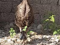 Słoweńska Silver Hen — zdjęcie 3