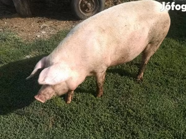 Sow,  — Hungary